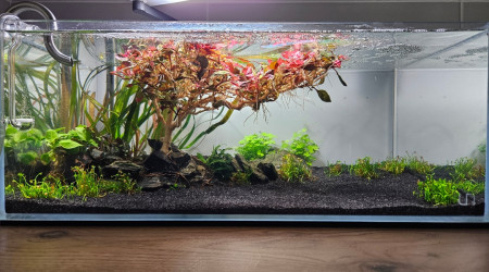 aquarium Aquascape 19L