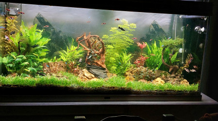 aquarium Bac 400l communautaire