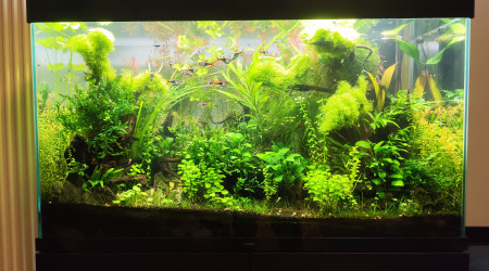 aquarium Bornéo aquascape jungle - Low Tech depuis 2023