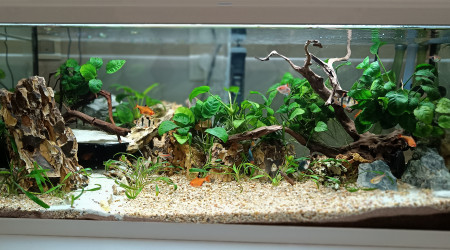 aquarium Aquarium RFMP