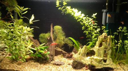 aquarium Biotope Asie