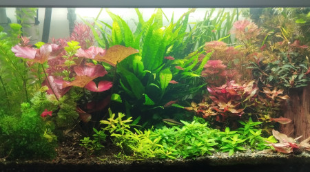 aquarium Aquarium aquatlantis 180 litres