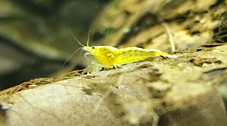 aquarium Aquarium neocaridina yellow néon fire