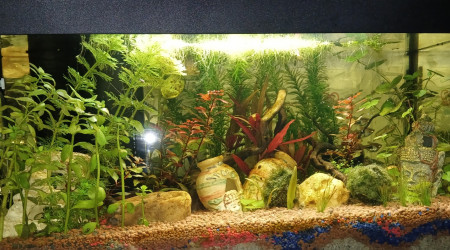 aquarium 60 litres