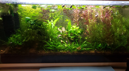 aquarium ciano 60