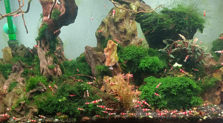 aquarium Crystal Red