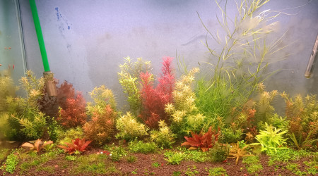 aquarium Aquascaping