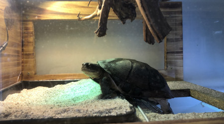 aquarium Tortue Pelomedusa