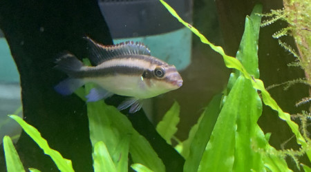 aquarium Pulcher