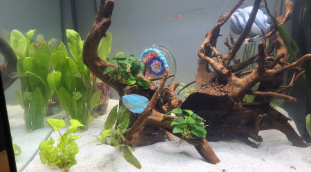 aquarium Bubulle 1er