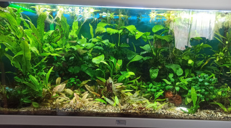 aquarium 180L