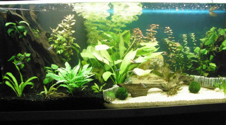 aquarium 200L