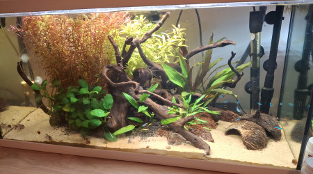 aquarium 100L