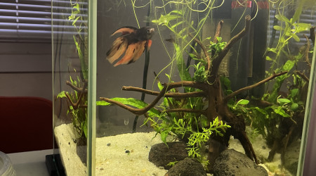 aquarium nano