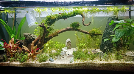 aquarium Je me lance