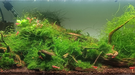 aquarium Galaxy red