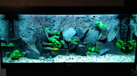 aquarium Juwel 450L