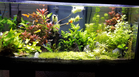 aquarium Aquadream80