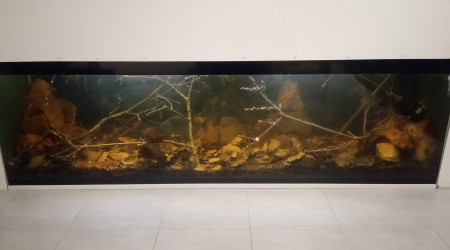 aquarium Biotope amazonien serrasalmus rhombeus