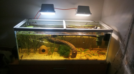 aquarium Biotope amazonien