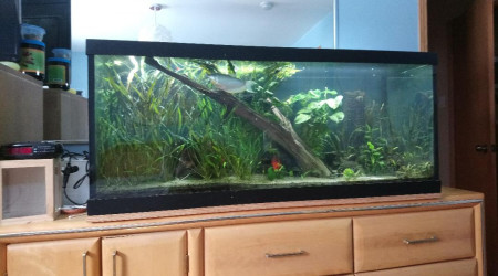 aquarium 75 gallons