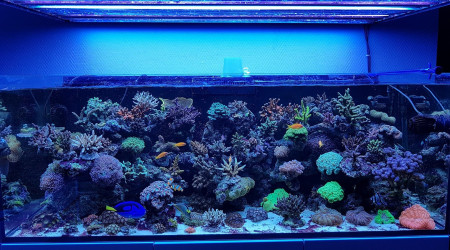 aquarium Ma petite barrière de corail