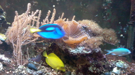 aquarium bac1