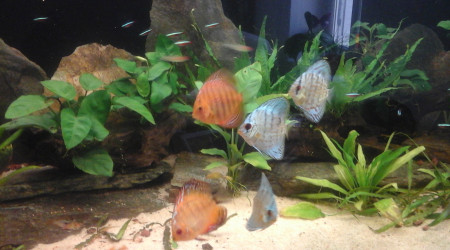 aquarium Bac amazonien