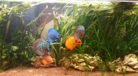 aquarium Discus