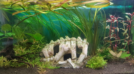 aquarium ShrimpBuche