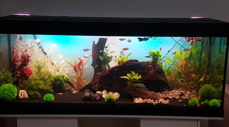 aquarium Black desing