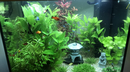 aquarium Aquarium 200L