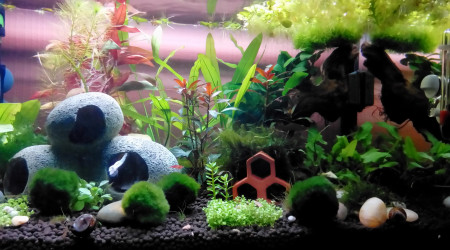 aquarium 60 litres Crevettes et Danio Margaritus
