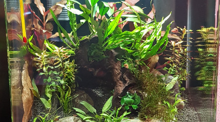 aquarium 30l