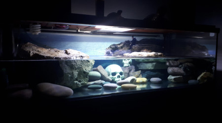 aquarium Aquarium tortues