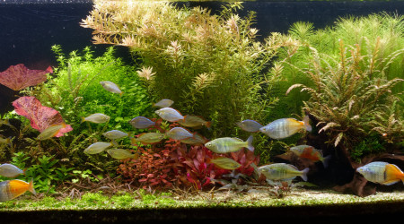 aquarium Rio 240