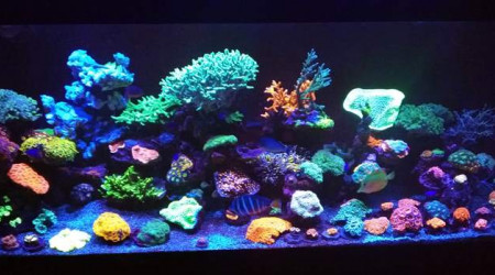 aquarium LPS- SPS Reef Colors