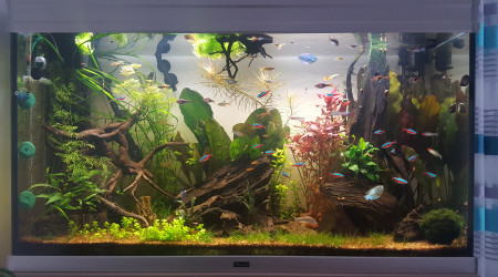 aquarium Aquarium 200