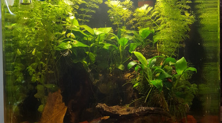 aquarium Crevette 30L
