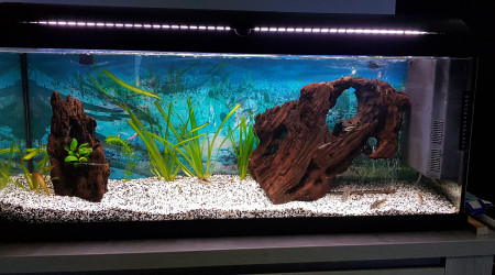 aquarium Aquarium  communaitaire 120l