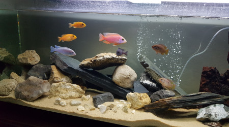 aquarium Mes ptits cichlidés