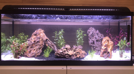 aquarium Biotope amazonien