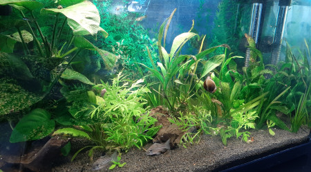 aquarium Aquarium de 60L