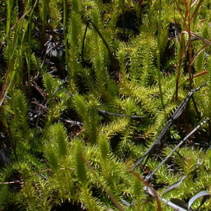 Lycopodium inundatum