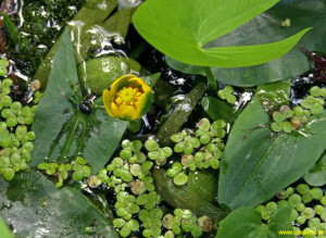 Nuphar pumila