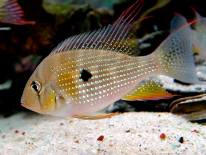 Acarichthys heckelii