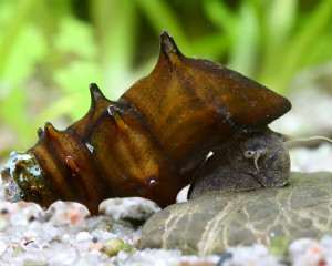 Brotia Armata