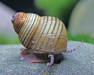 Filopaludina  polygramma