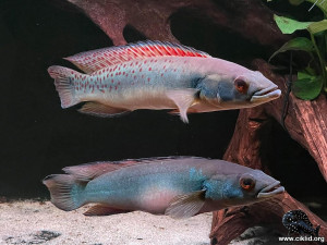 Crenicichla Rosemarie