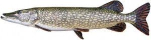 Esox lucius